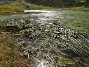 53 Piante acquatiche nel Lago Piccolo